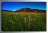 Picture of Glowing Flatirons Wildflowers 48x32 *D