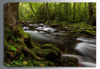 Picture of Spring Run 36x24 *D
