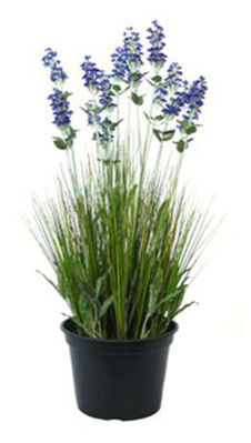 Picture of 24 Inch Lavender In Plastic Pot