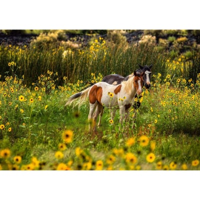 Picture of Painted Pony Paradise 24x16 *D