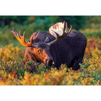 Moose Makes A Friend 36x24 