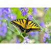 Swallowtail Butterfly 24x16