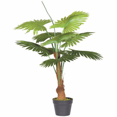 Picture of FAN PALM