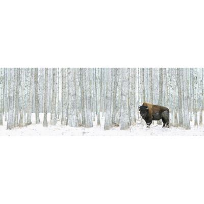 Picture of Buffalo in Trees Canvas 36x12