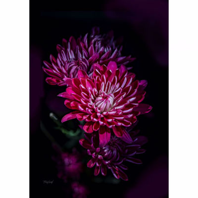 Picture of Variegated Purple Mums 24X16 *D