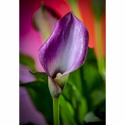 Picture of Dewy Magenta Calla Lily 24x36 *D