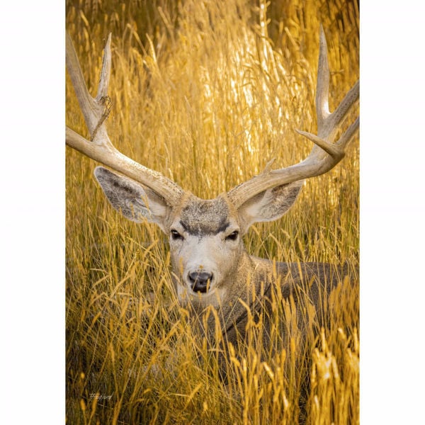 Mule Deer Buck 24x36 *D | P40647 | | AFW.com