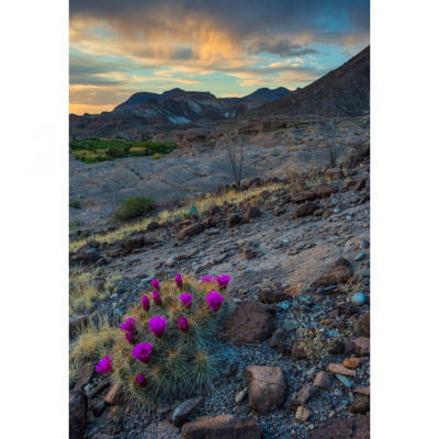 Picture of Big Bend Ranch SP Cactus 48X32 *D