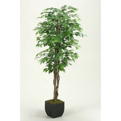 Picture of Green Ficus Tree 72 Inch With Metal