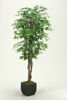 Picture of Green Ficus Tree 72 Inch With Metal