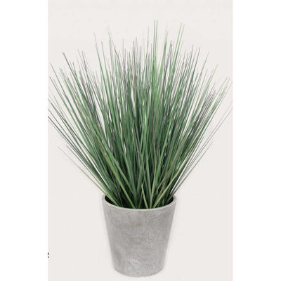 Picture of Tall Onion Grass In White Pot