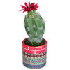 Picture of Cactus In Patterned Vase