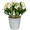 Picture of White Balsamine In Grey Pot