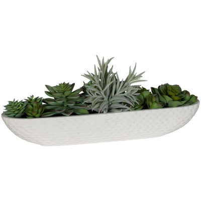 Picture of Succulents In Long Bowl