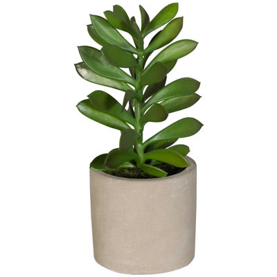 Picture of Succulent In Ivory