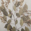 Picture of Framed Botanical Print