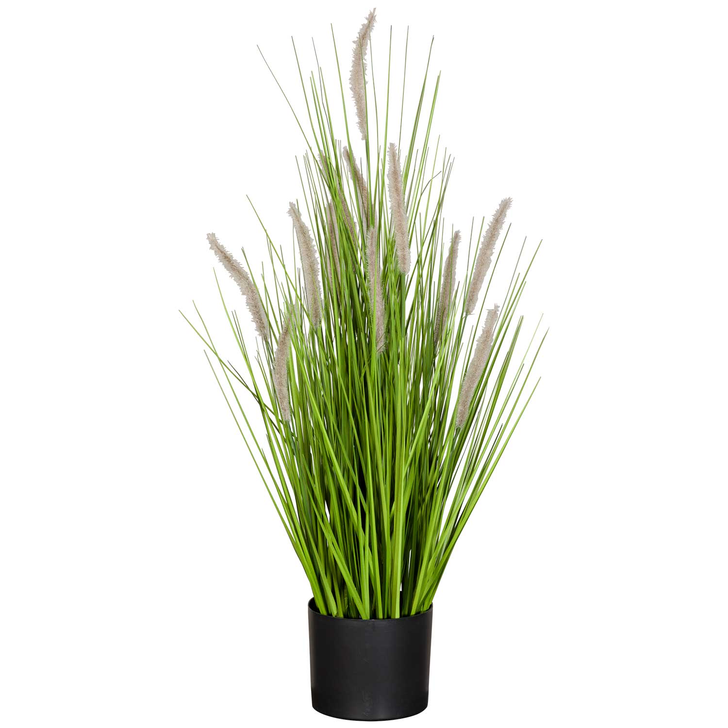 catnip potted plant Catnip Plants For Sale main image 1