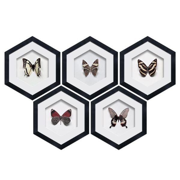 5 Piece Set Paper Butterfly | 121-SHS22003 | Wall Décor