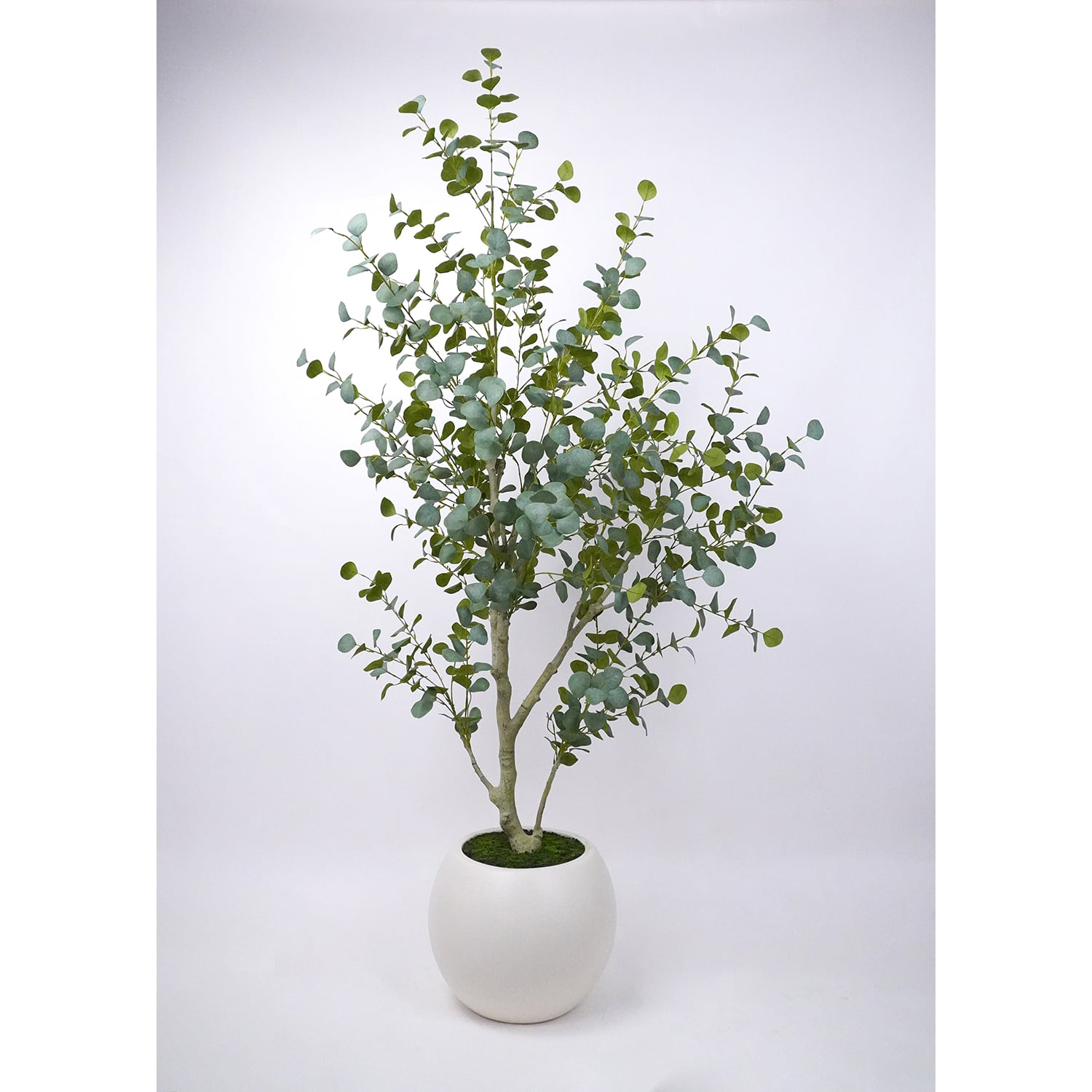7 Foot Eucalyptus Tree White Pot